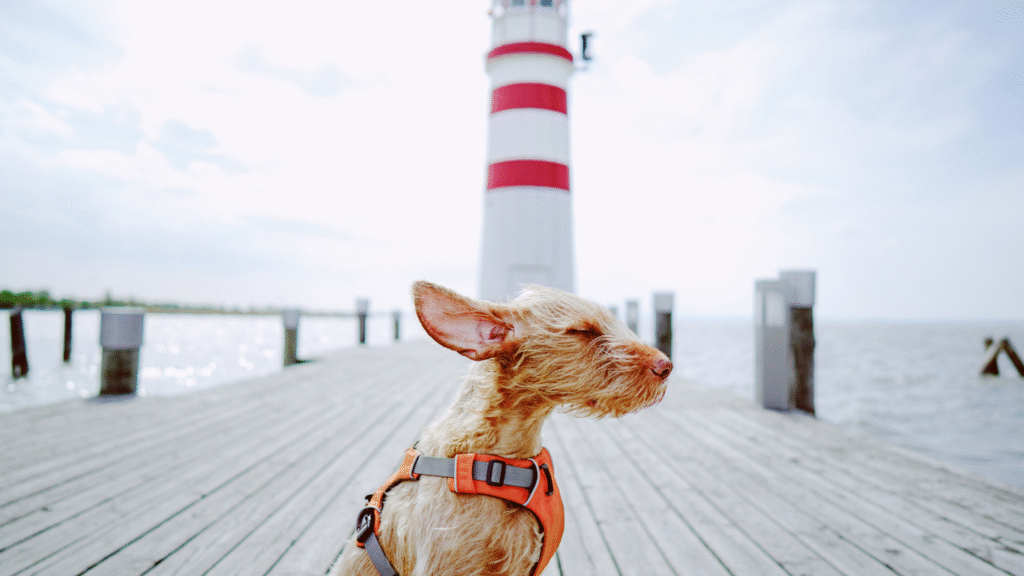 25 Funny Beach Captions + Waterproof Phone Gear Tips