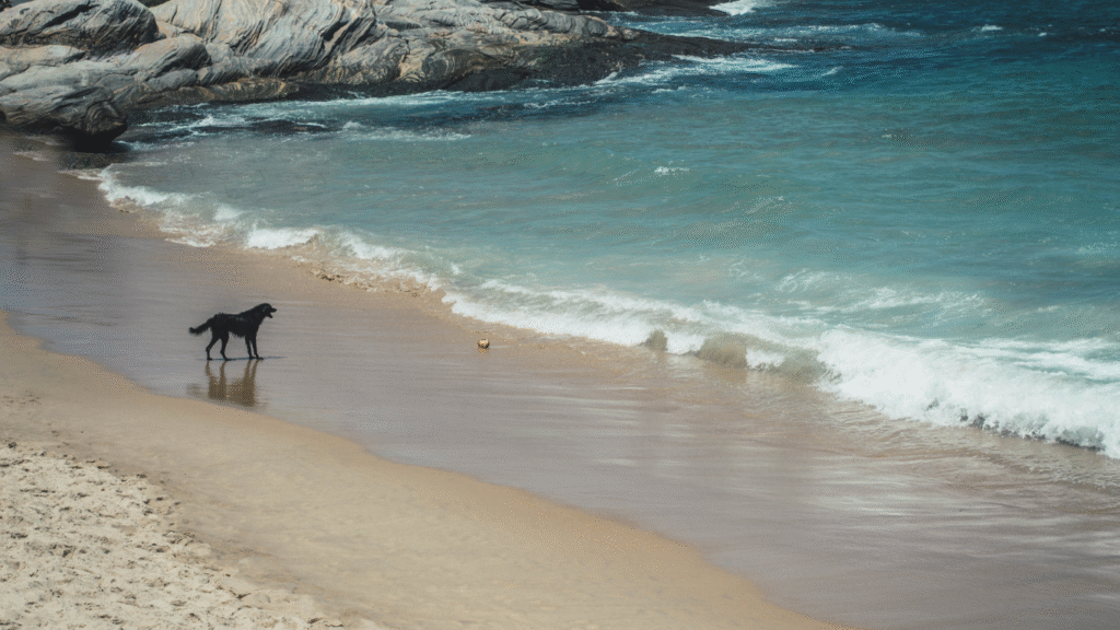 Funny Beach Puns and Clever Captions to Bring on the Smiles