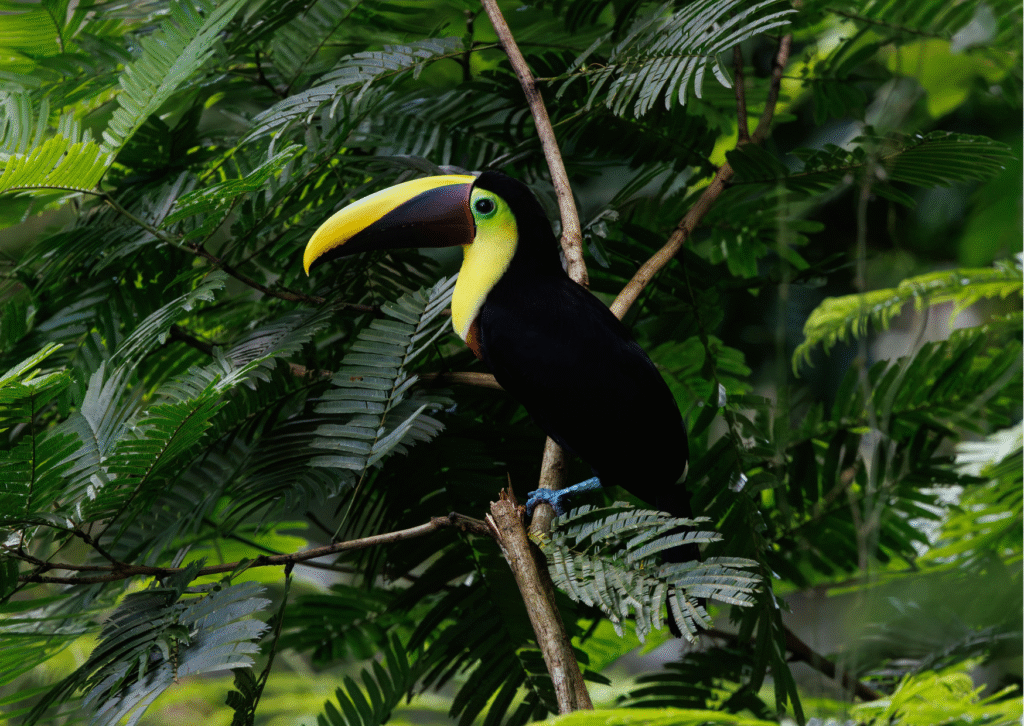 Interest-Based Blogs About Belize