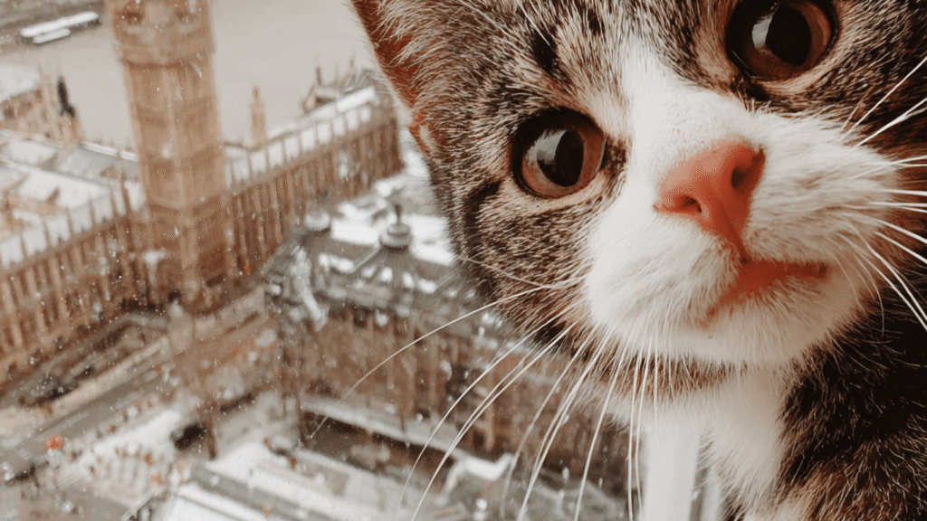 One-line Tom and Jerry quotes for Instagram Reels