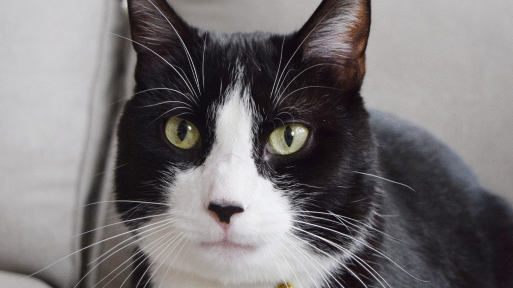 Tom and Jerry quotes about friendship without talking
