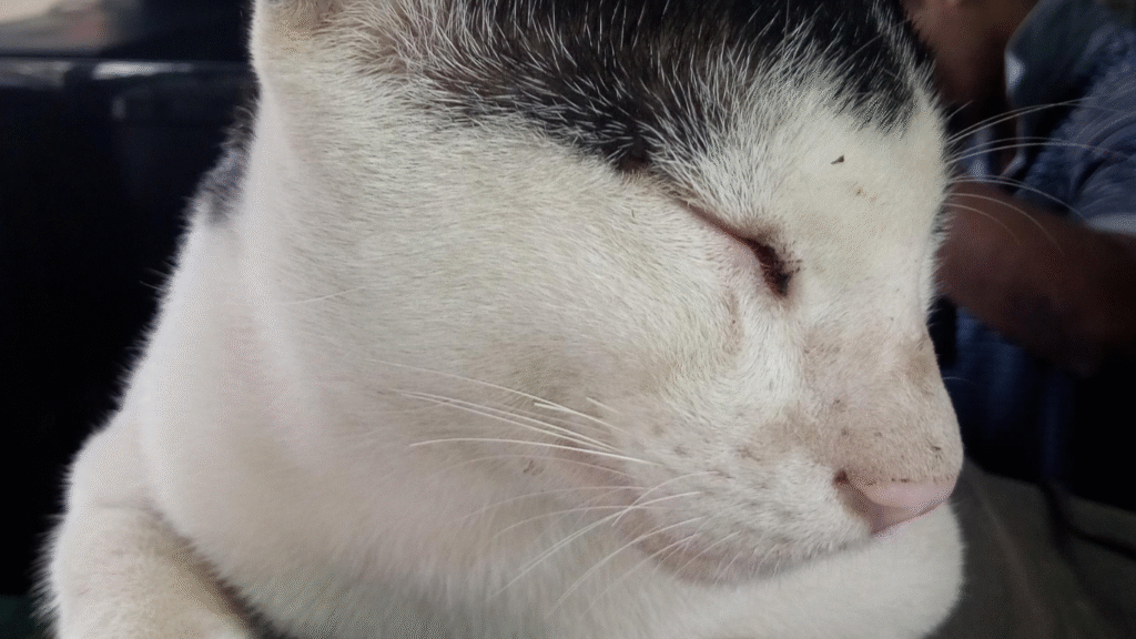 tom and jerry friendship quotes